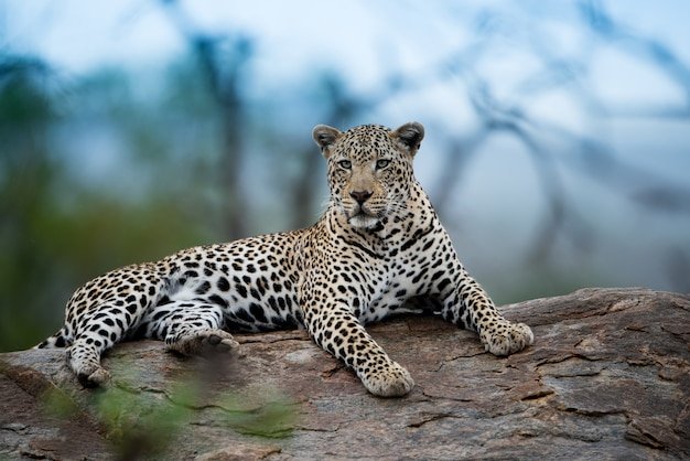 beautiful-shot-african-leopard-resting-rock-with-blurred-background_181624-12832