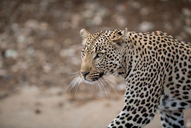 closeup-shot-african-leopard_181624-13417