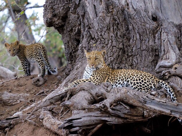 closeup-shot-leopard-with-her-baby-near-brown-tree-trunk_181624-32257