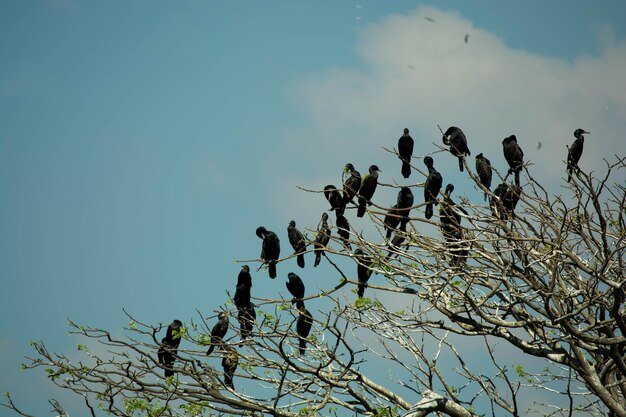 low-angle-view-birds-perching-tree-against-sky_1048944-22936389