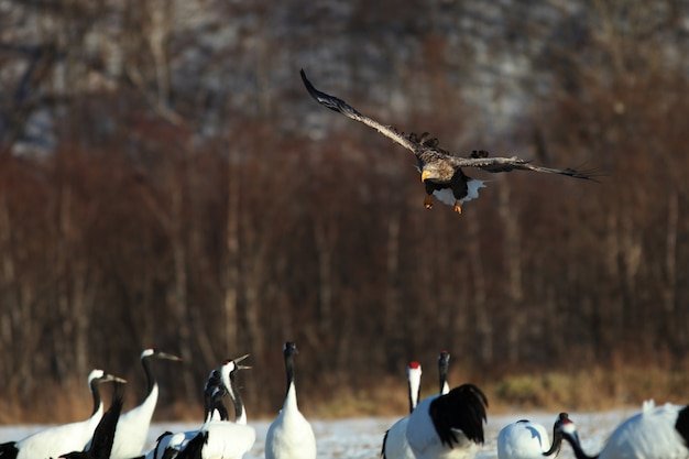 white-tailed-eagle-flying-group-black-necked-cranes-hokkaido-japan_181624-15367